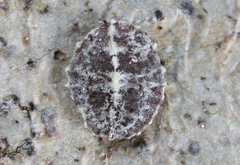 Lecanodiaspis