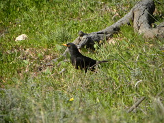 Turdus merula mauritanicus