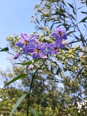 Solanum amygdalifolium
