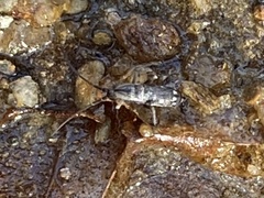 Pogonognathellus elongatus