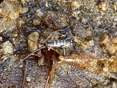 Pogonognathellus elongatus