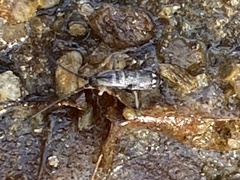 Pogonognathellus elongatus