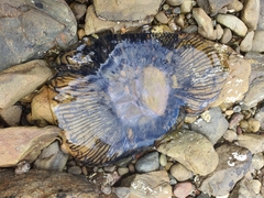 Aequorea forskalea