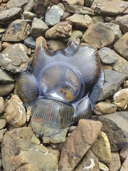 Aequorea forskalea