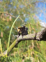 Mallophora ruficauda