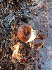 Constantinea simplex