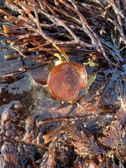 Constantinea simplex