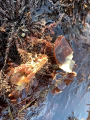 Constantinea simplex