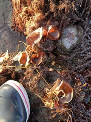 Constantinea simplex