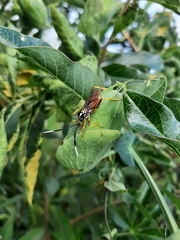 Holhymenia histrio