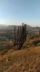 Trichocereus chiloensis chiloensis