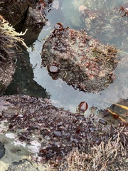 Constantinea simplex