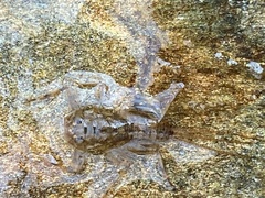 Maccaffertium mediopunctatum