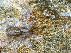 Maccaffertium mediopunctatum