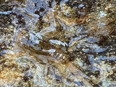 Maccaffertium mediopunctatum