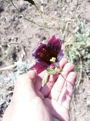 Salpiglossis sinuata