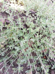Salpiglossis sinuata