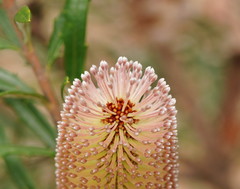 Banksia canei