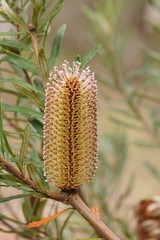 Banksia canei