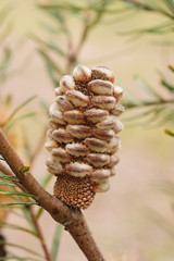 Banksia canei