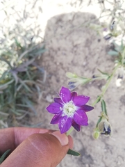 Malesherbia linearifolia
