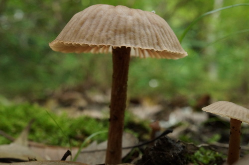 Laccaria vinaceoavellanea