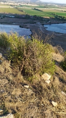 Colliguaja odorifera