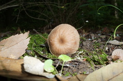 Laccaria vinaceoavellanea
