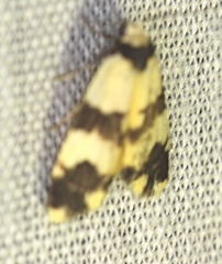 Thallarcha chrysochares