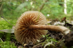 Laccaria vinaceoavellanea