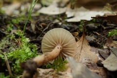 Laccaria vinaceoavellanea