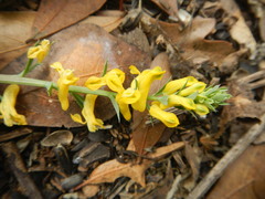 Corydalis curvisiliqua