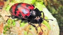 Megischyrus brasiliensis