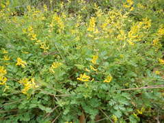 Corydalis curvisiliqua