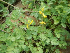 Corydalis curvisiliqua
