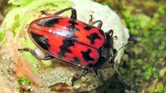 Megischyrus brasiliensis