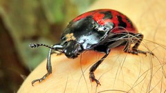 Megischyrus brasiliensis