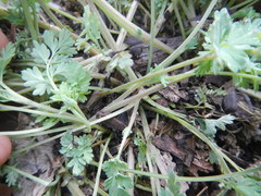 Corydalis curvisiliqua