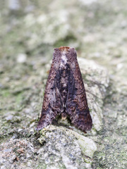 Stictopterinae