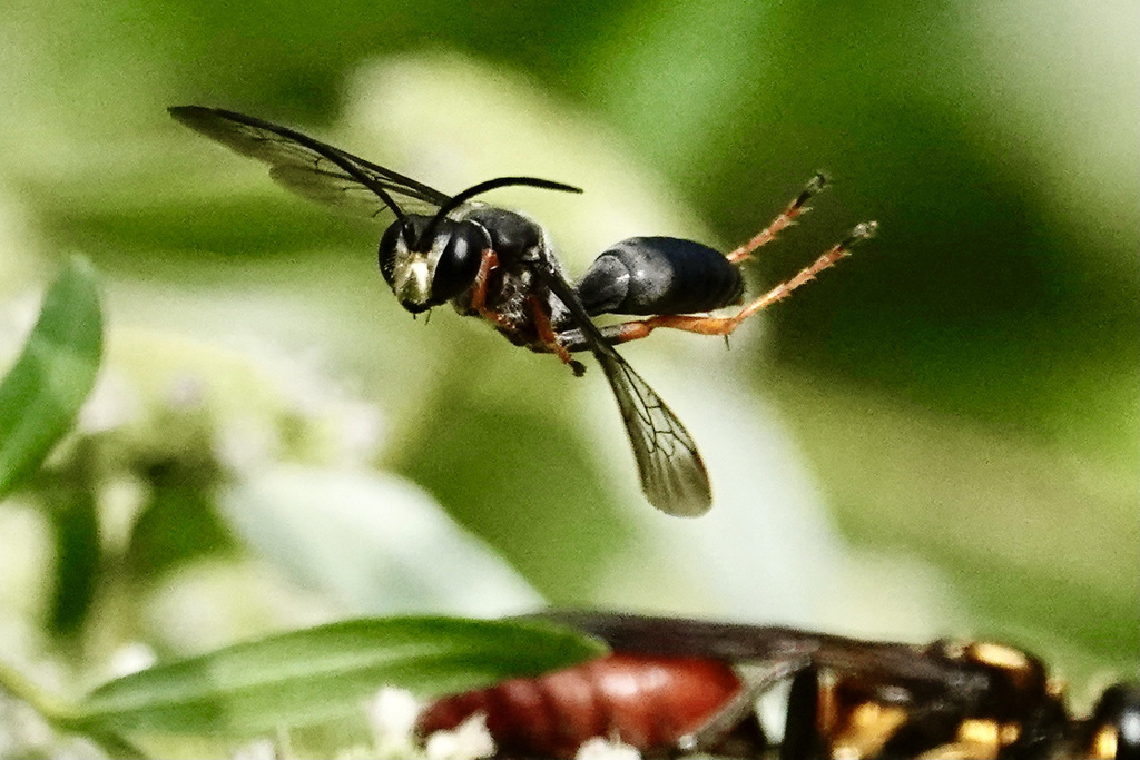 Sphex nudus