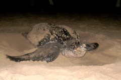 Dermochelys coriacea