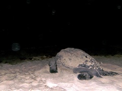 Dermochelys coriacea