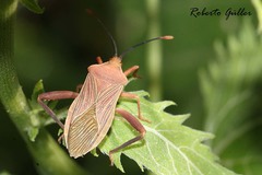 Athaumastus haematicus