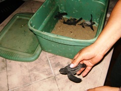 Dermochelys coriacea