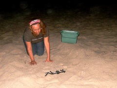 Dermochelys coriacea