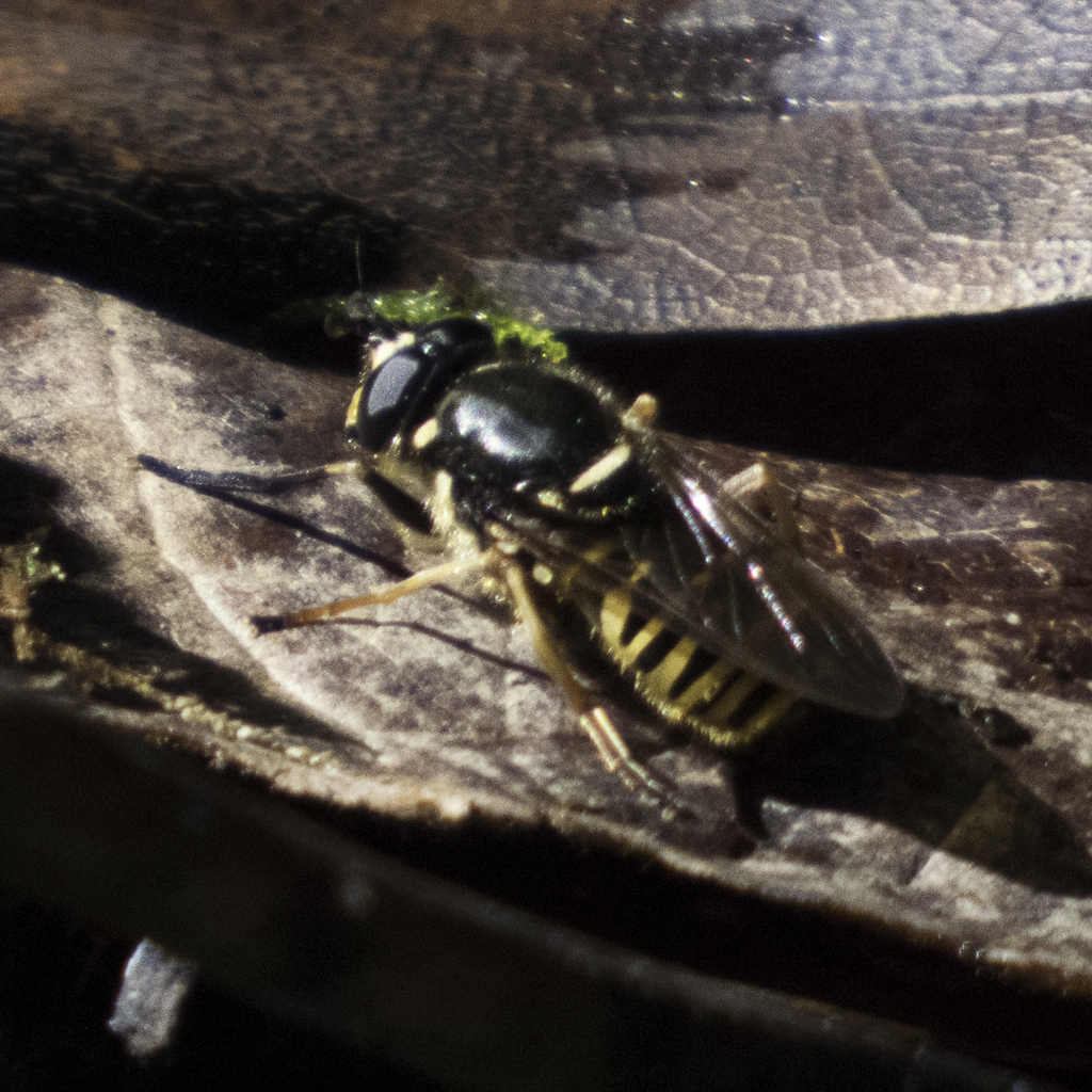 Sphecomyia oraria
