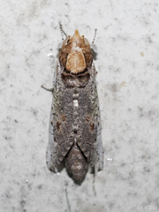 Isocossus stroehli