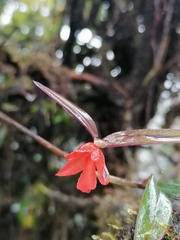 Scaphyglottis arctata