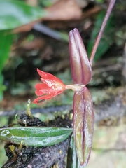 Scaphyglottis arctata