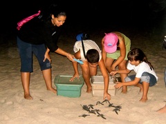 Dermochelys coriacea